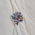 Pachyphytum Oviferum