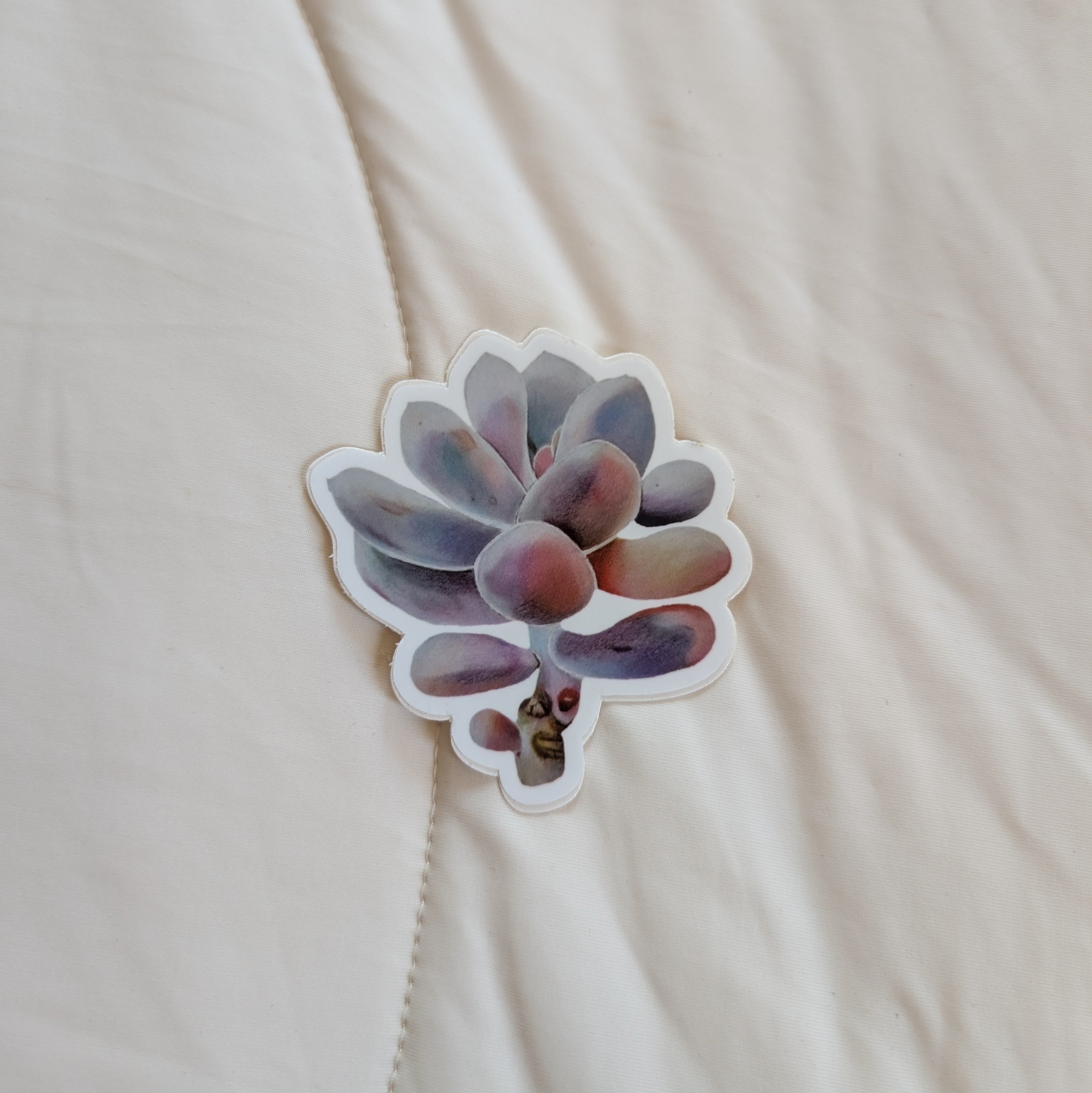 Pachyphytum Oviferum