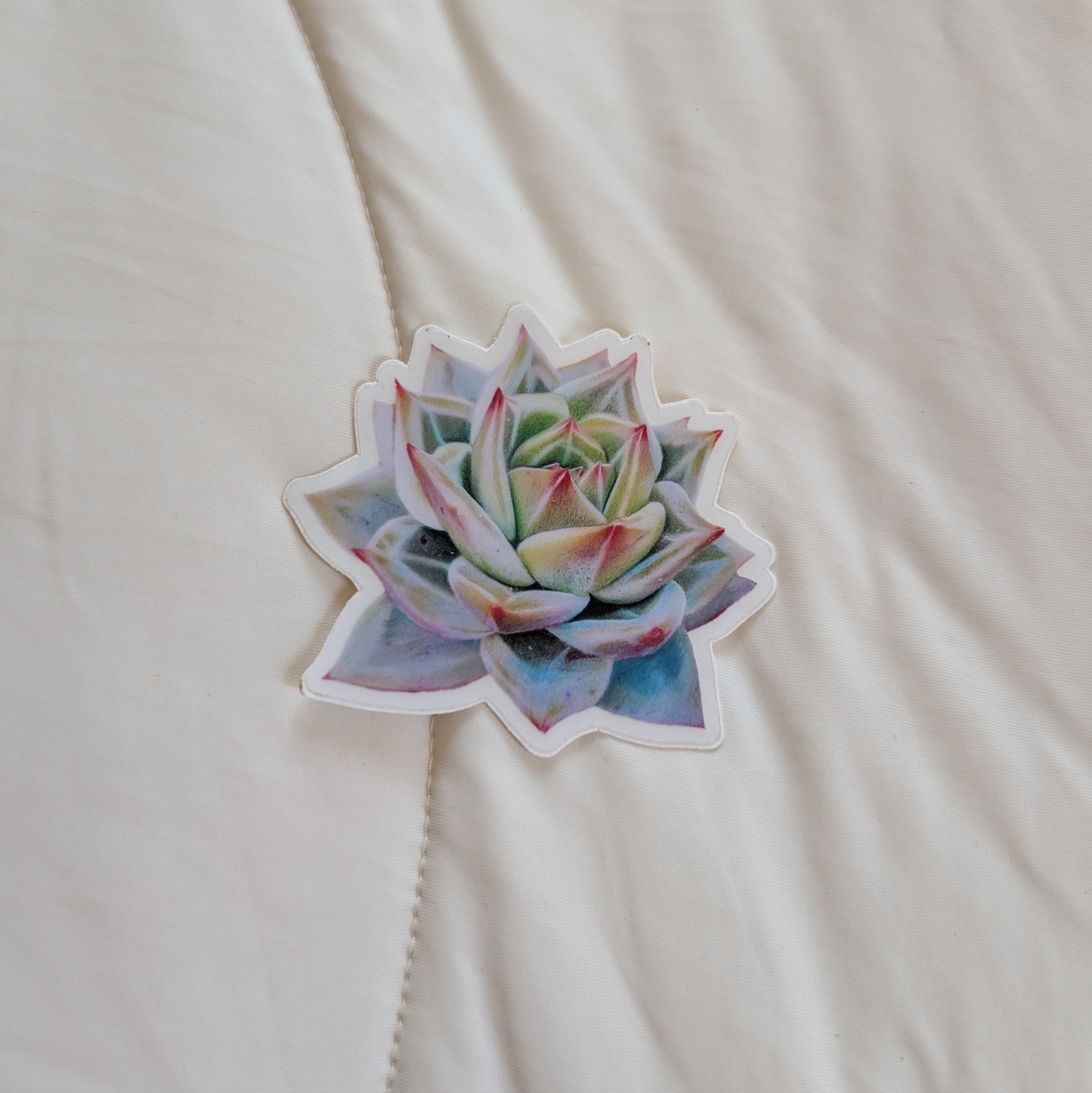 Echeveria White Champagne
