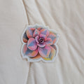 Echeveria Rainbow