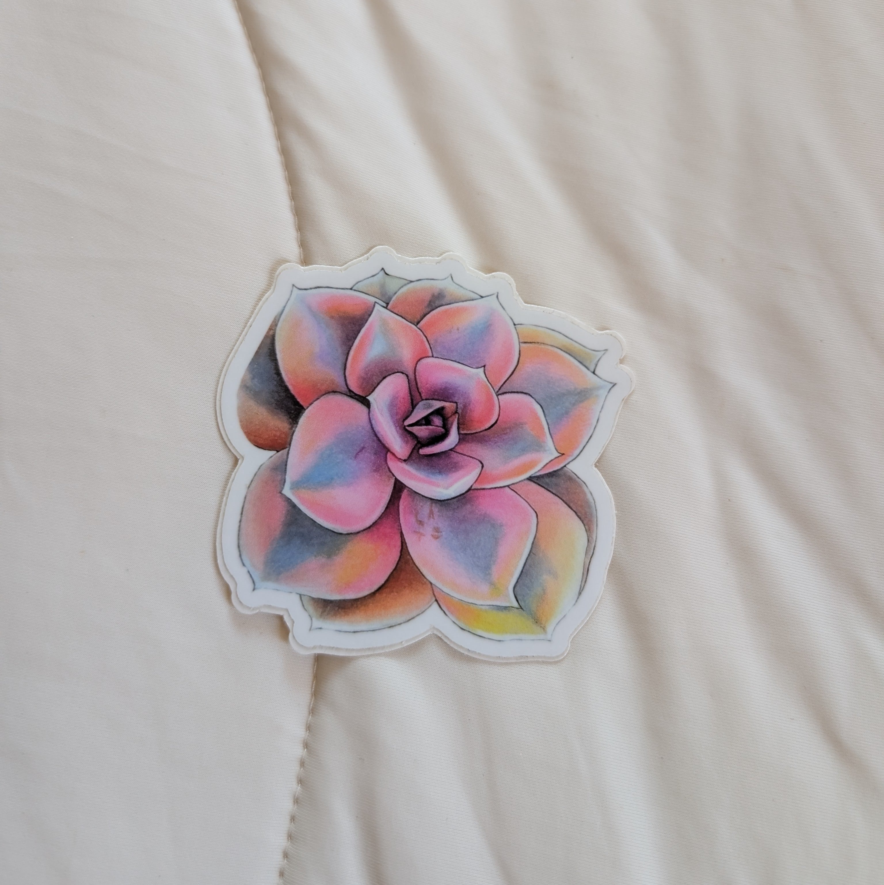 Echeveria Rainbow