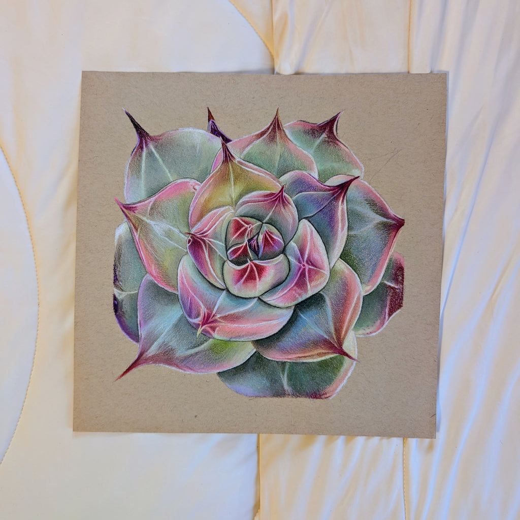 Hybrid Echeveria