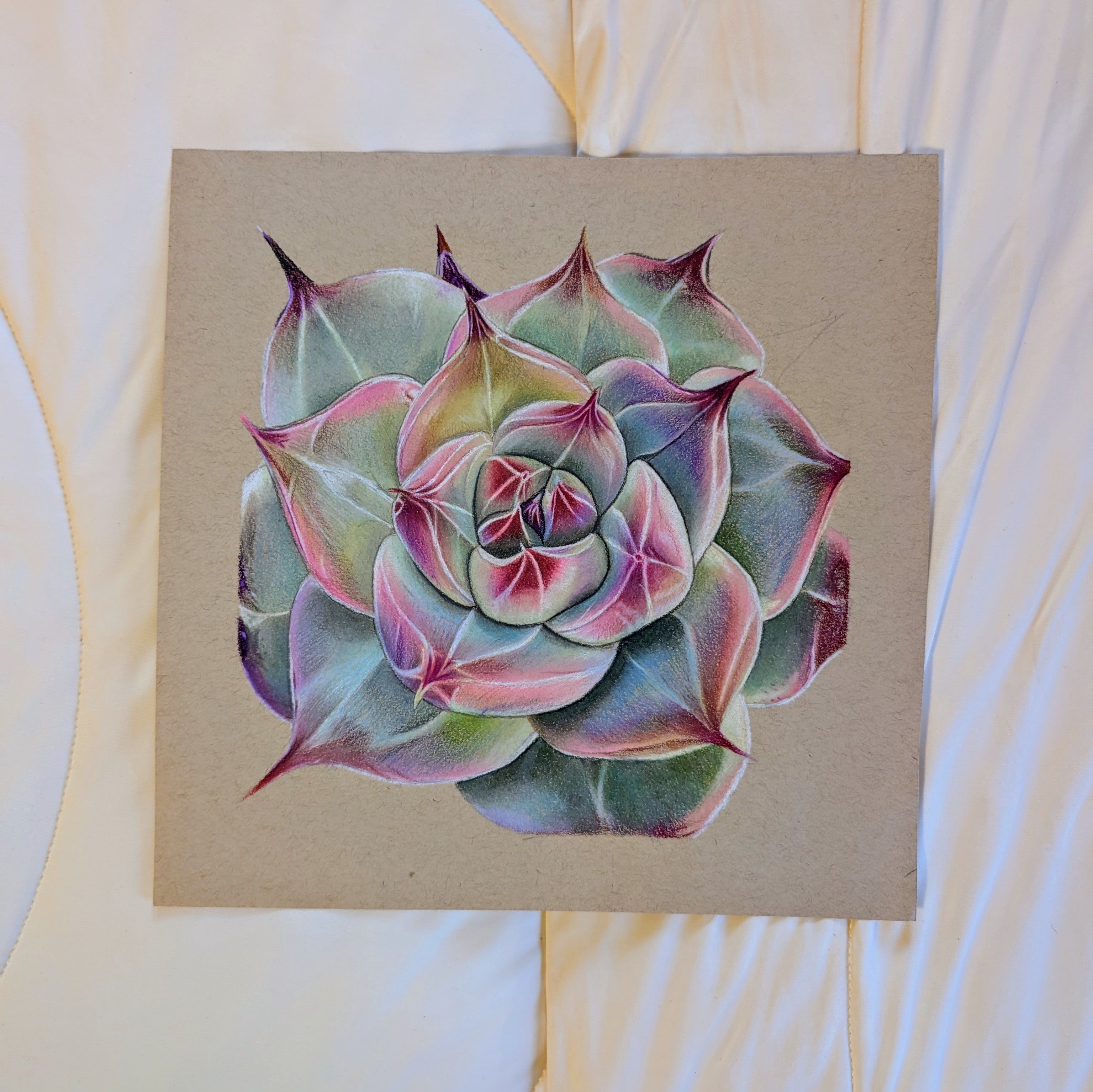 Hybrid Echeveria