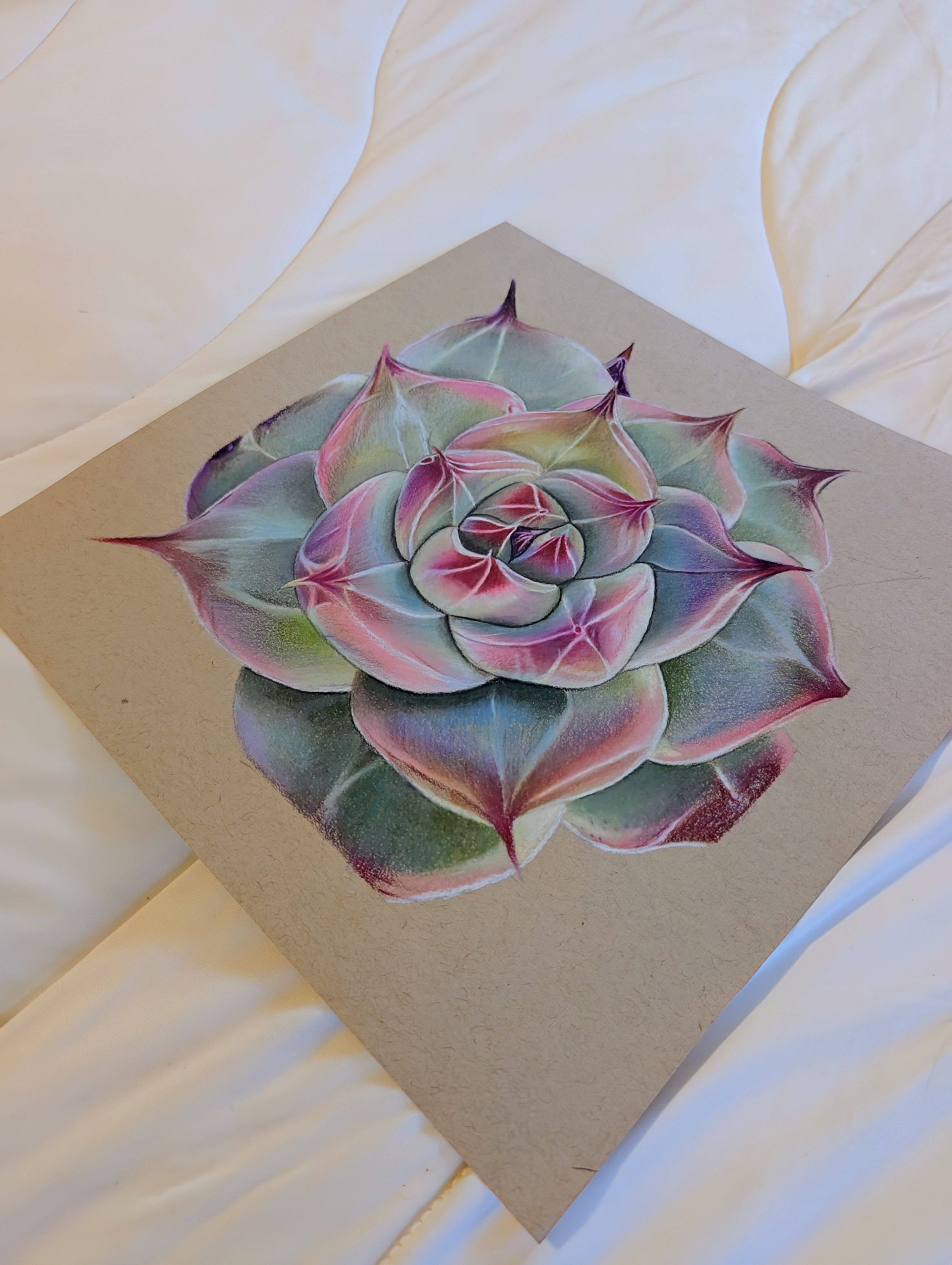 Hybrid Echeveria