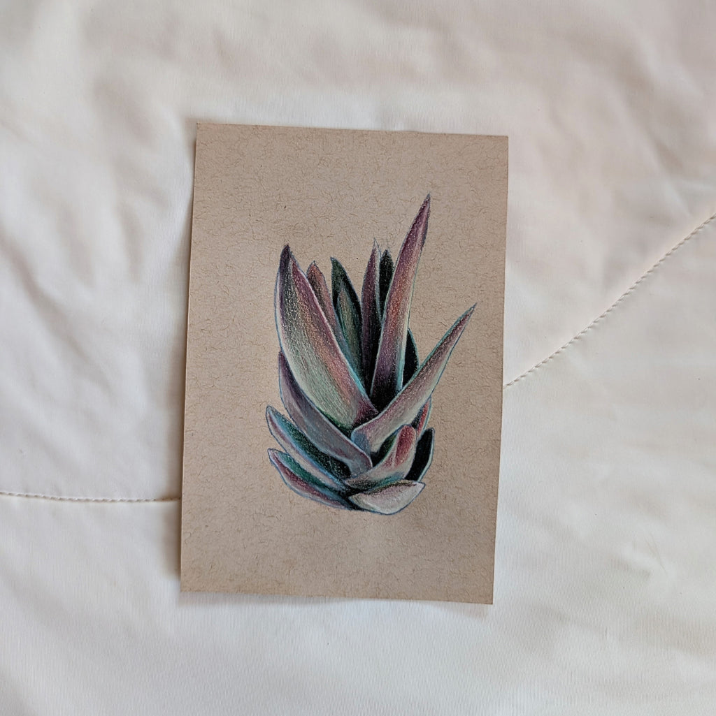 Crassula Garnet Lotus succulent