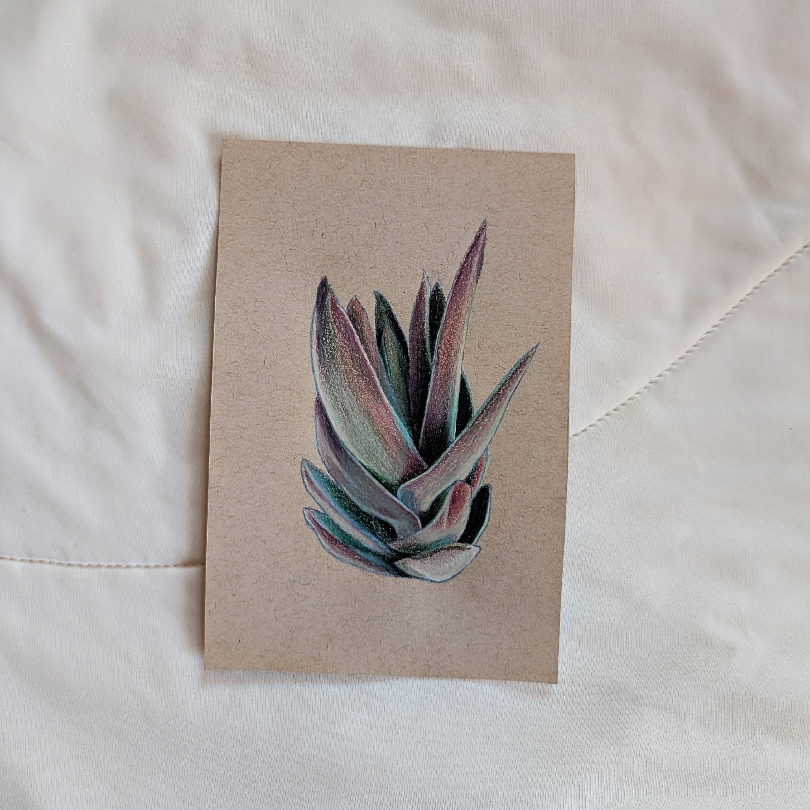 Crassula Garnet Lotus succulent