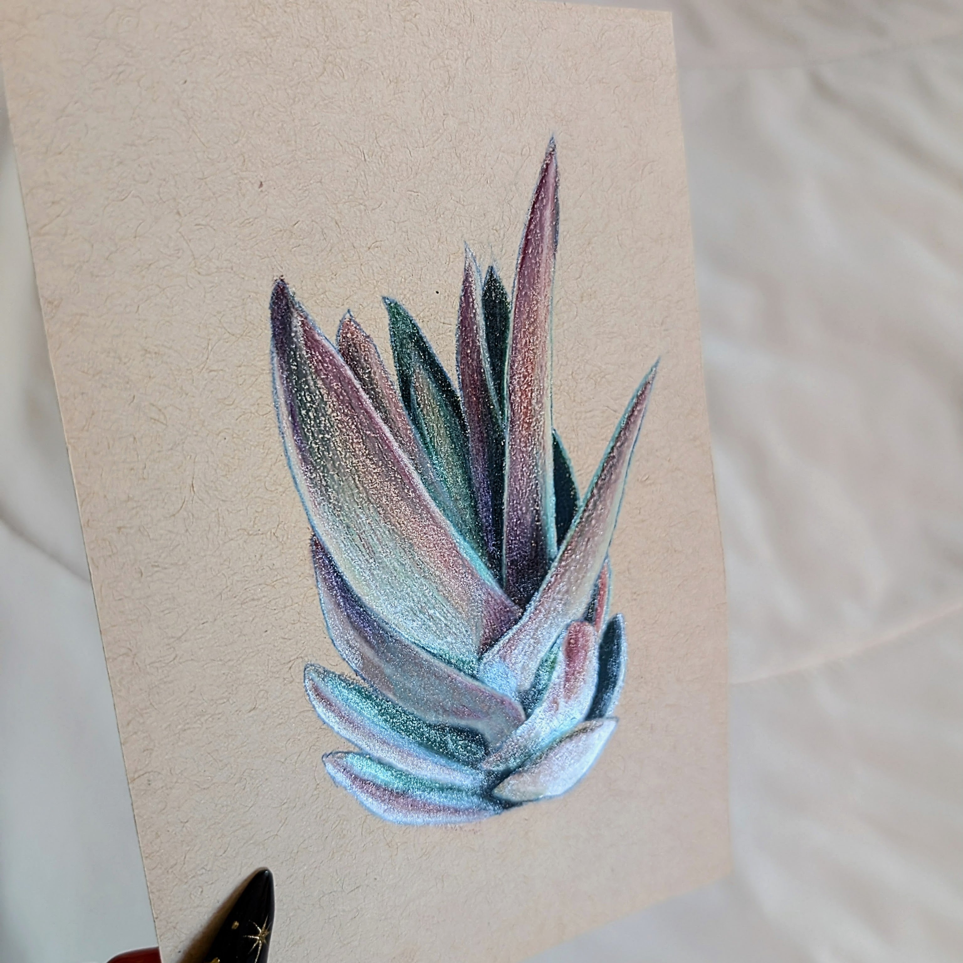 Crassula Garnet Lotus succulent