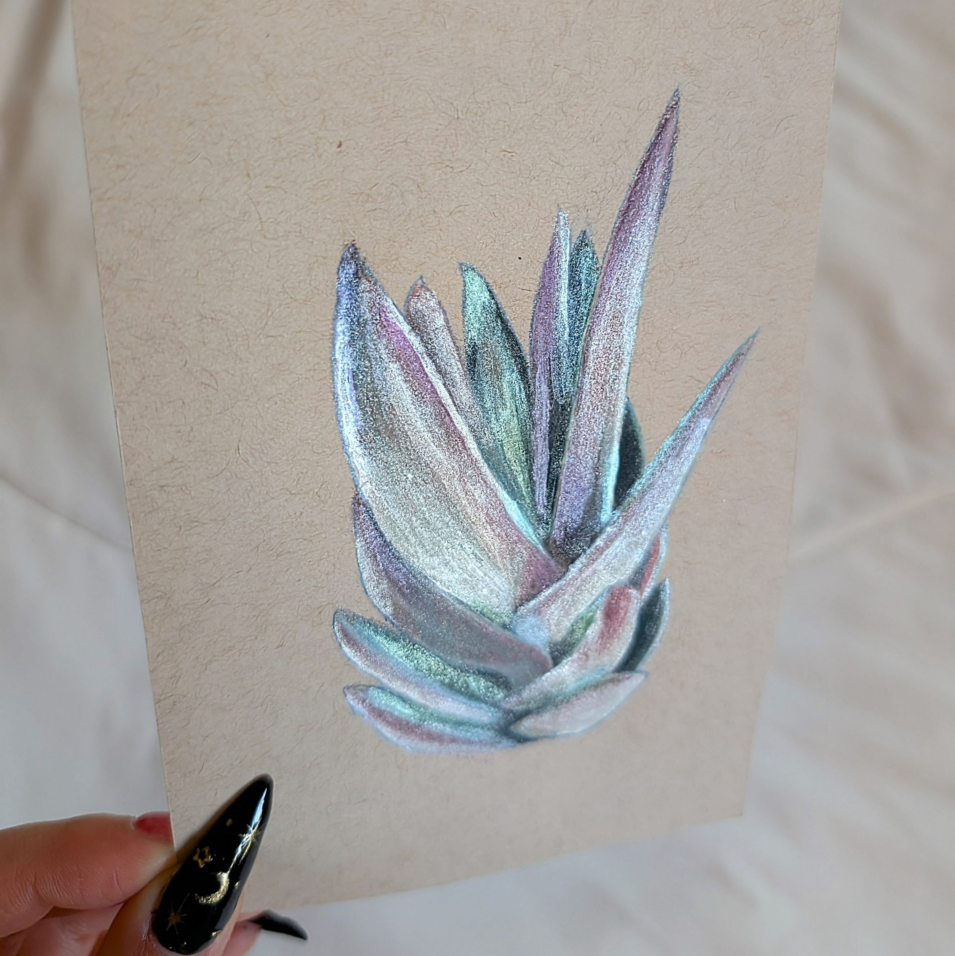 Crassula Garnet Lotus succulent