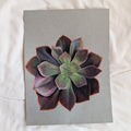 Echeveria Eliza