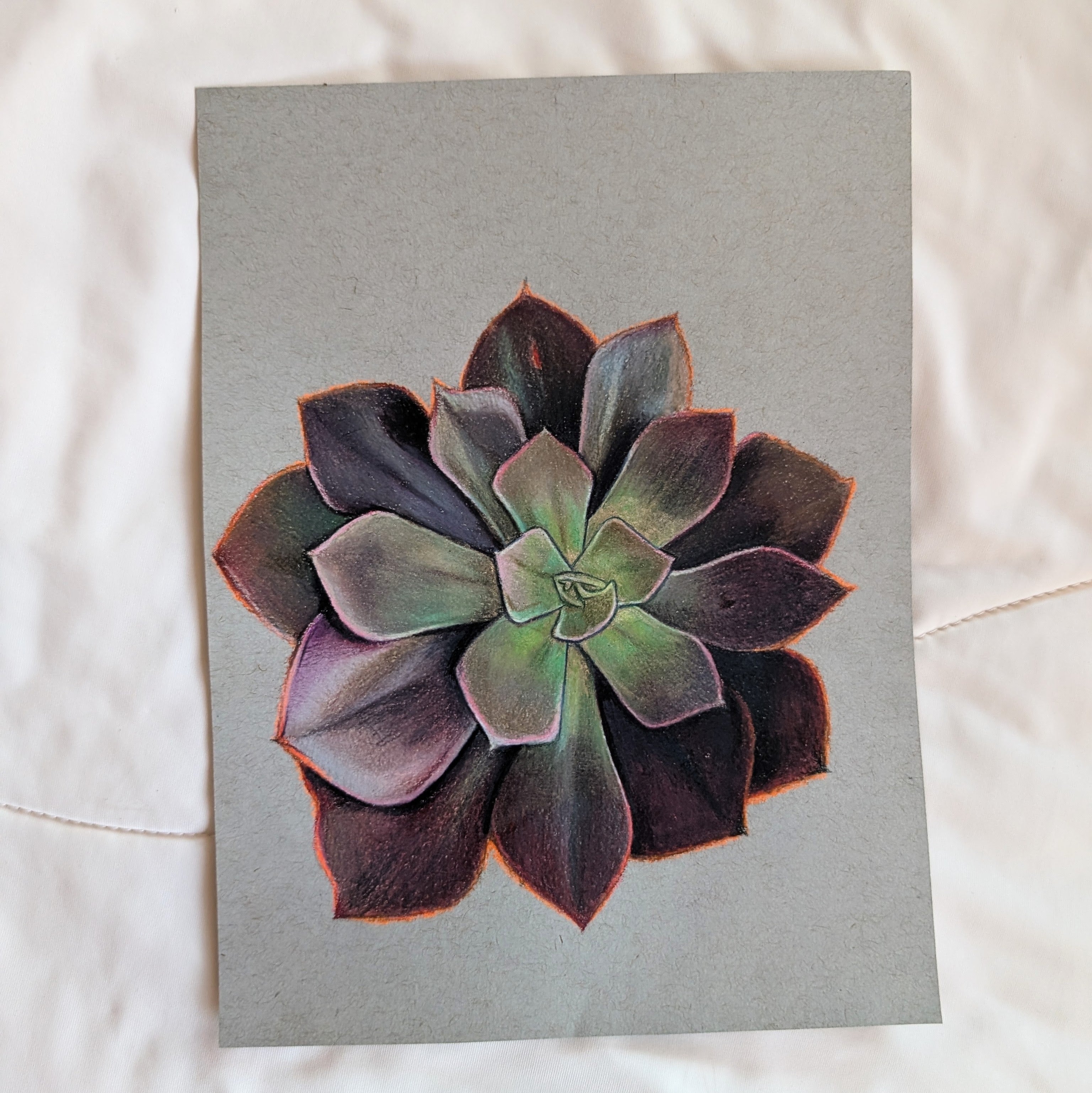 Echeveria Eliza
