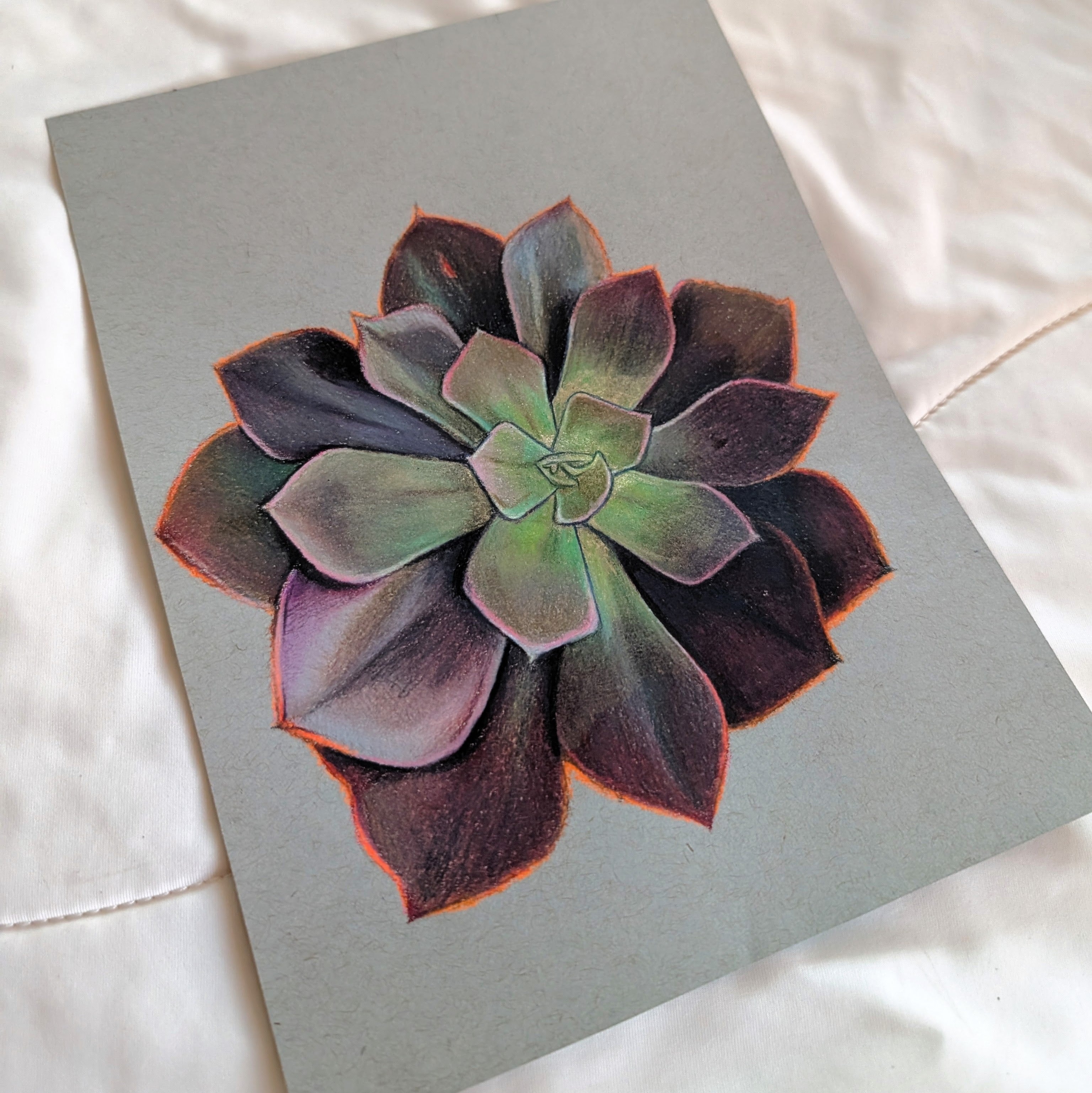 Echeveria Eliza