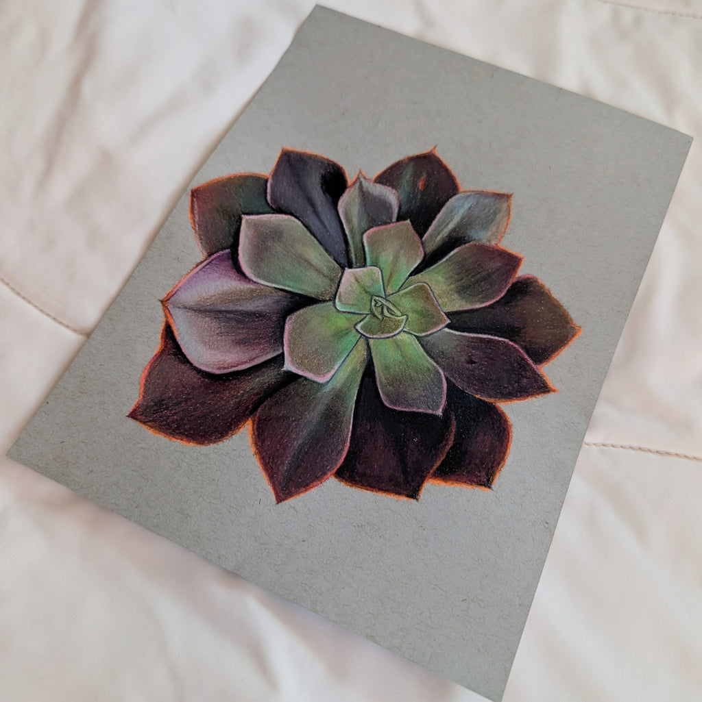 Echeveria Eliza