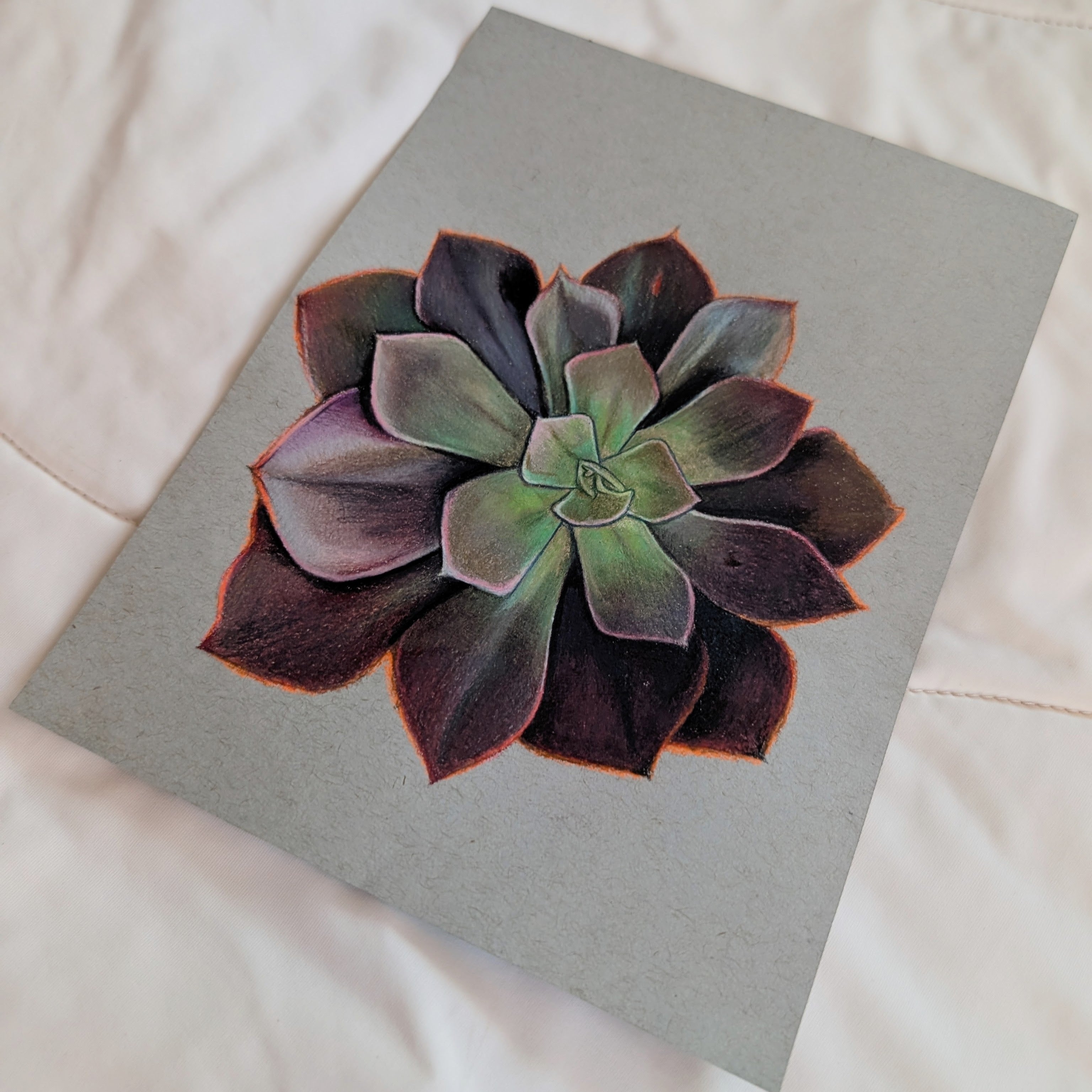 Echeveria Eliza
