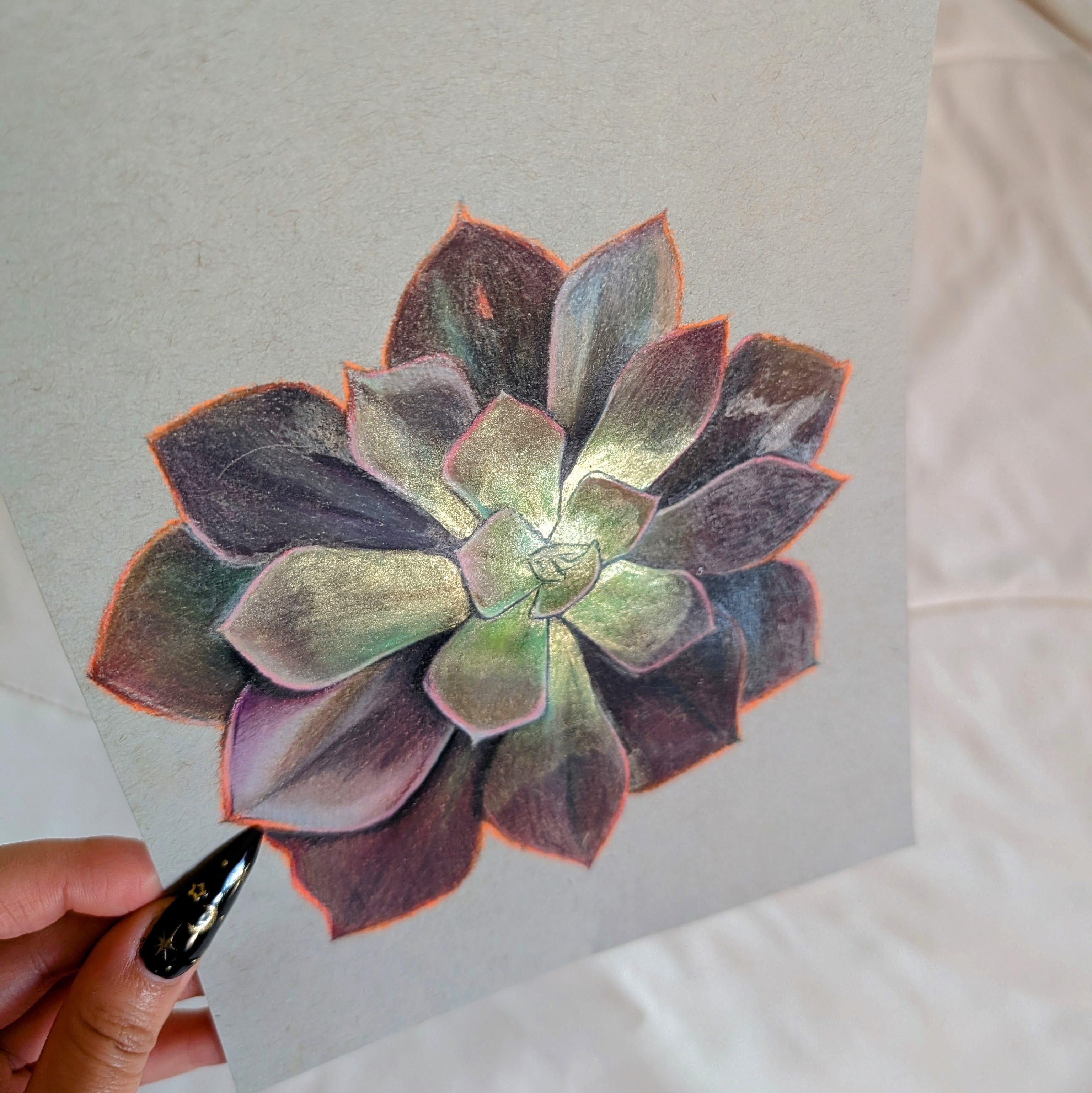 Echeveria Eliza