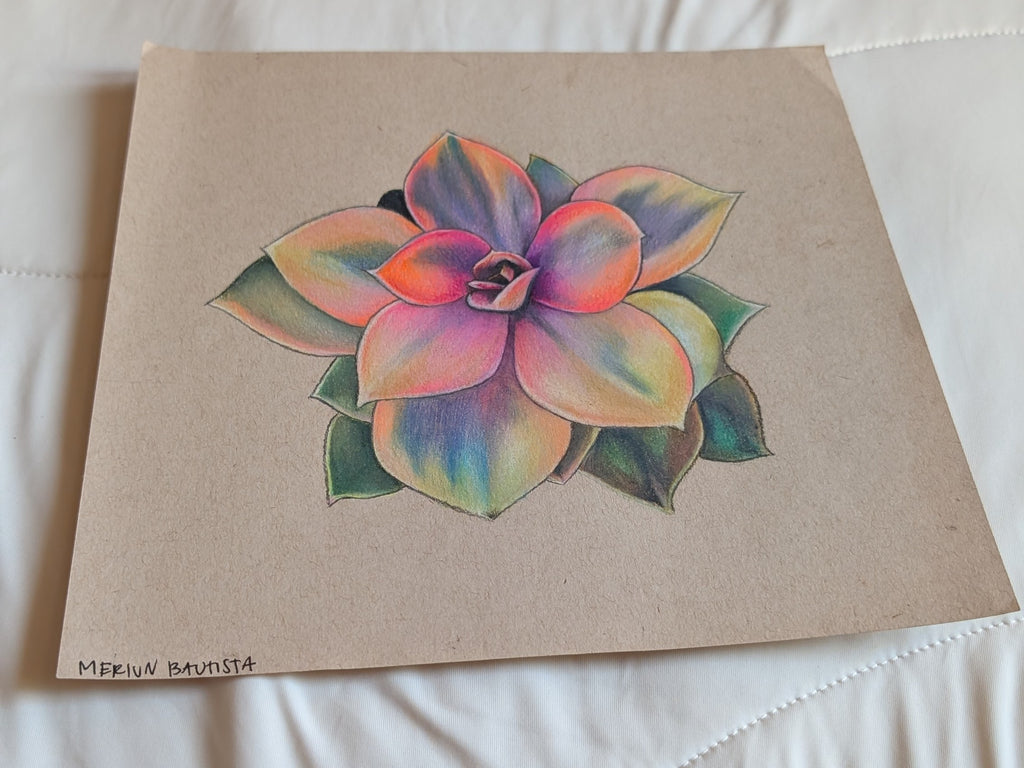Echeveria Rainbow #2