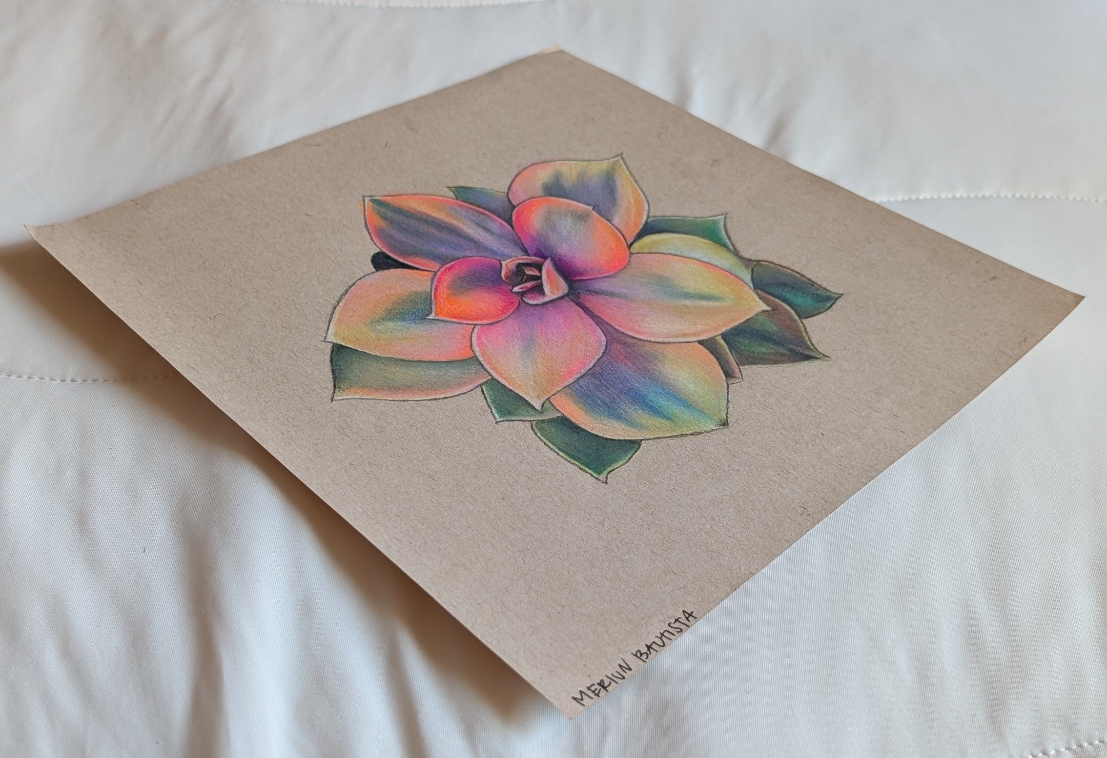Echeveria Rainbow #2