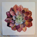 Echeveria Redbaron