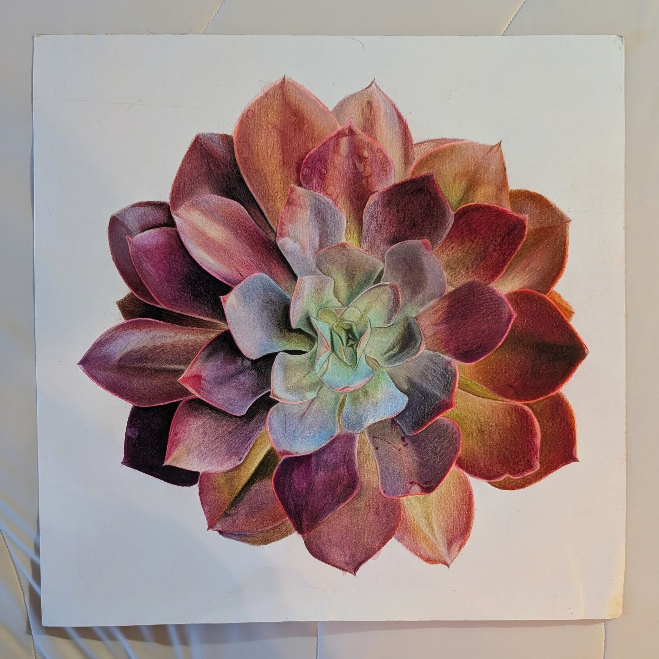 Echeveria Redbaron