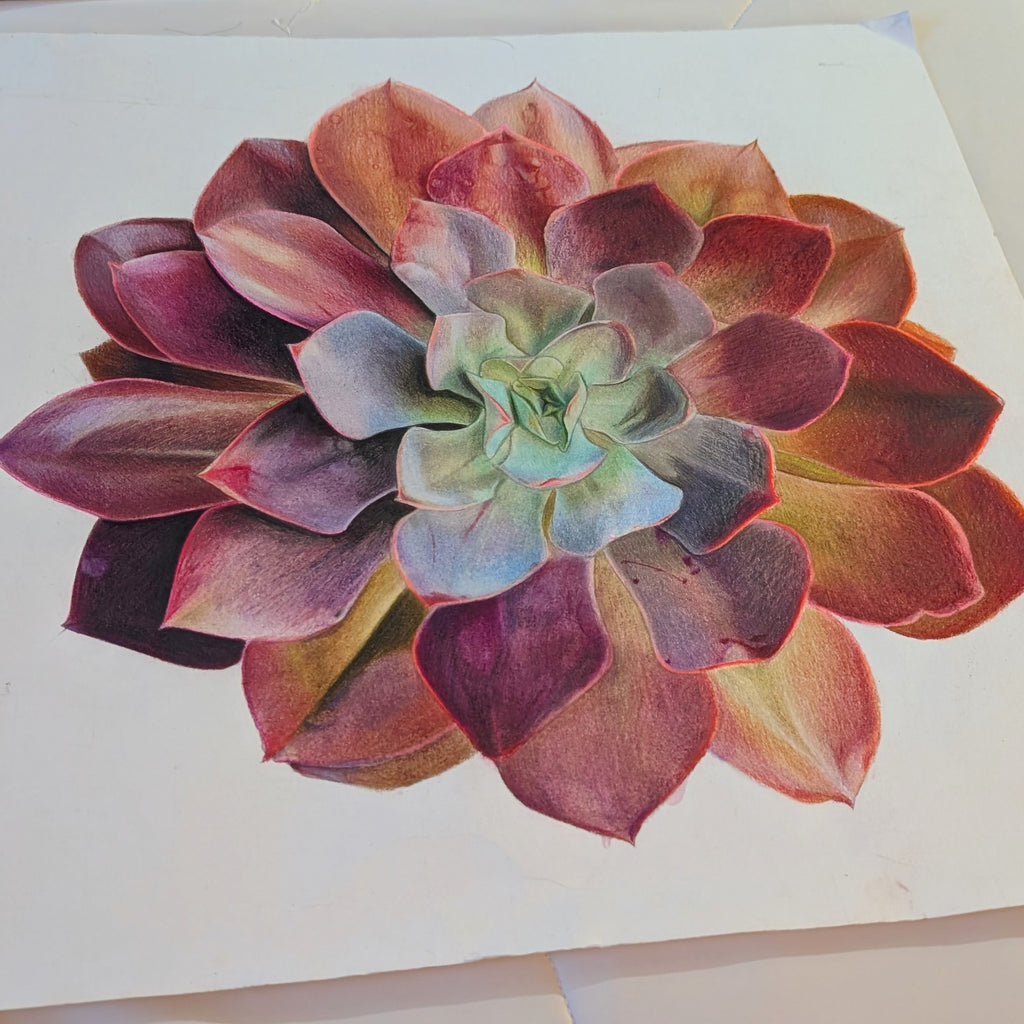 Echeveria Redbaron
