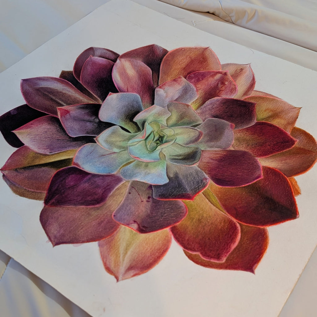 Echeveria Redbaron