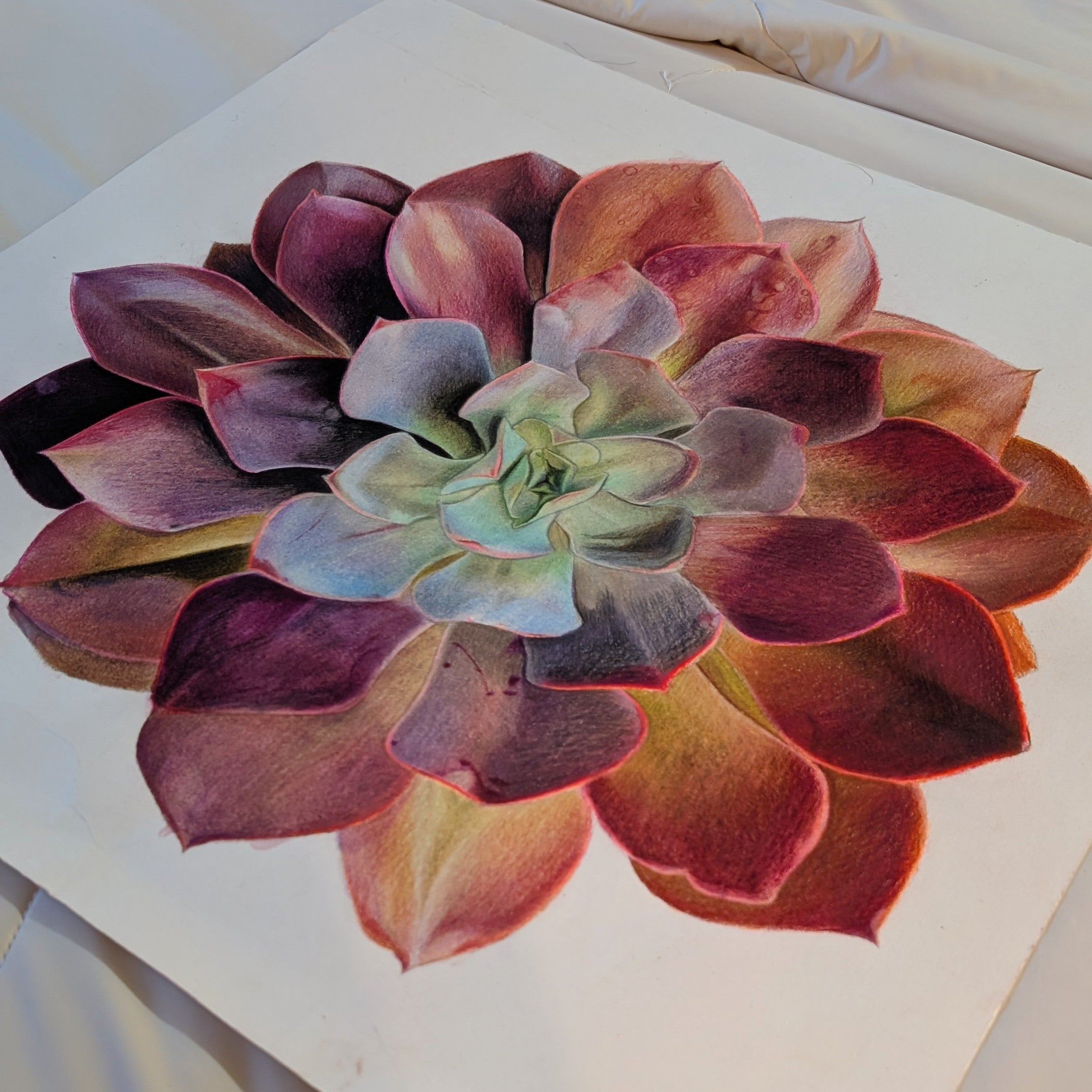 Echeveria Redbaron