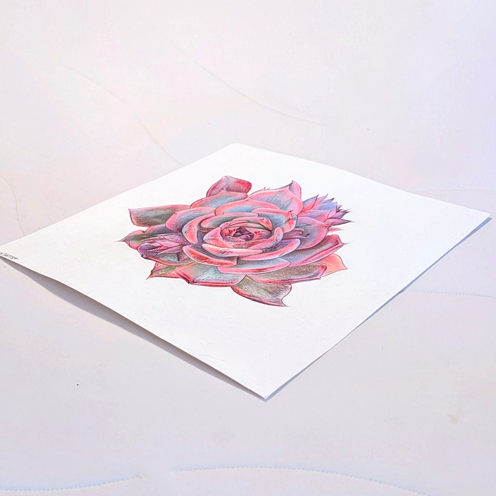 Barbie Echeveria