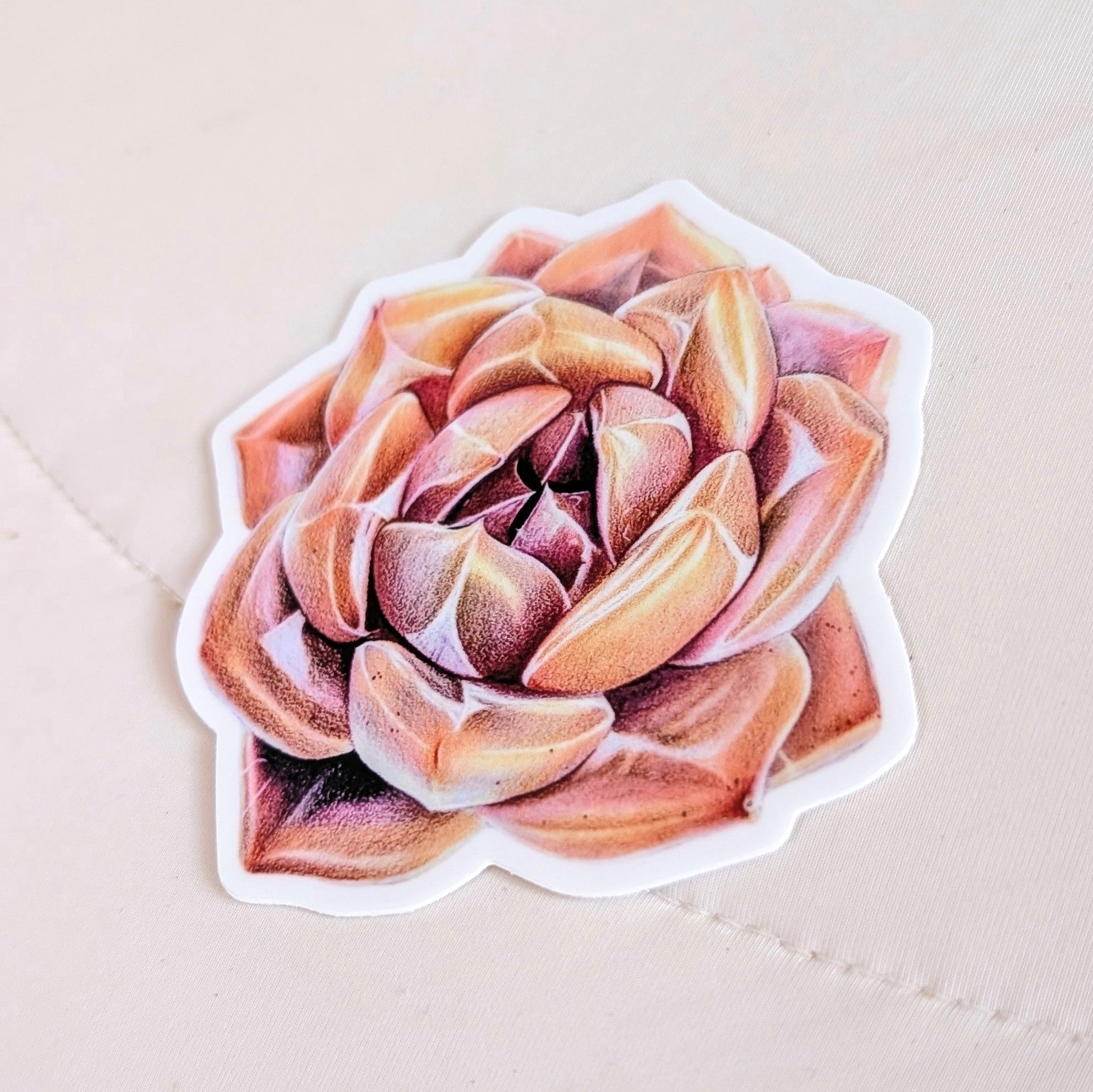 Echeveria Shallot