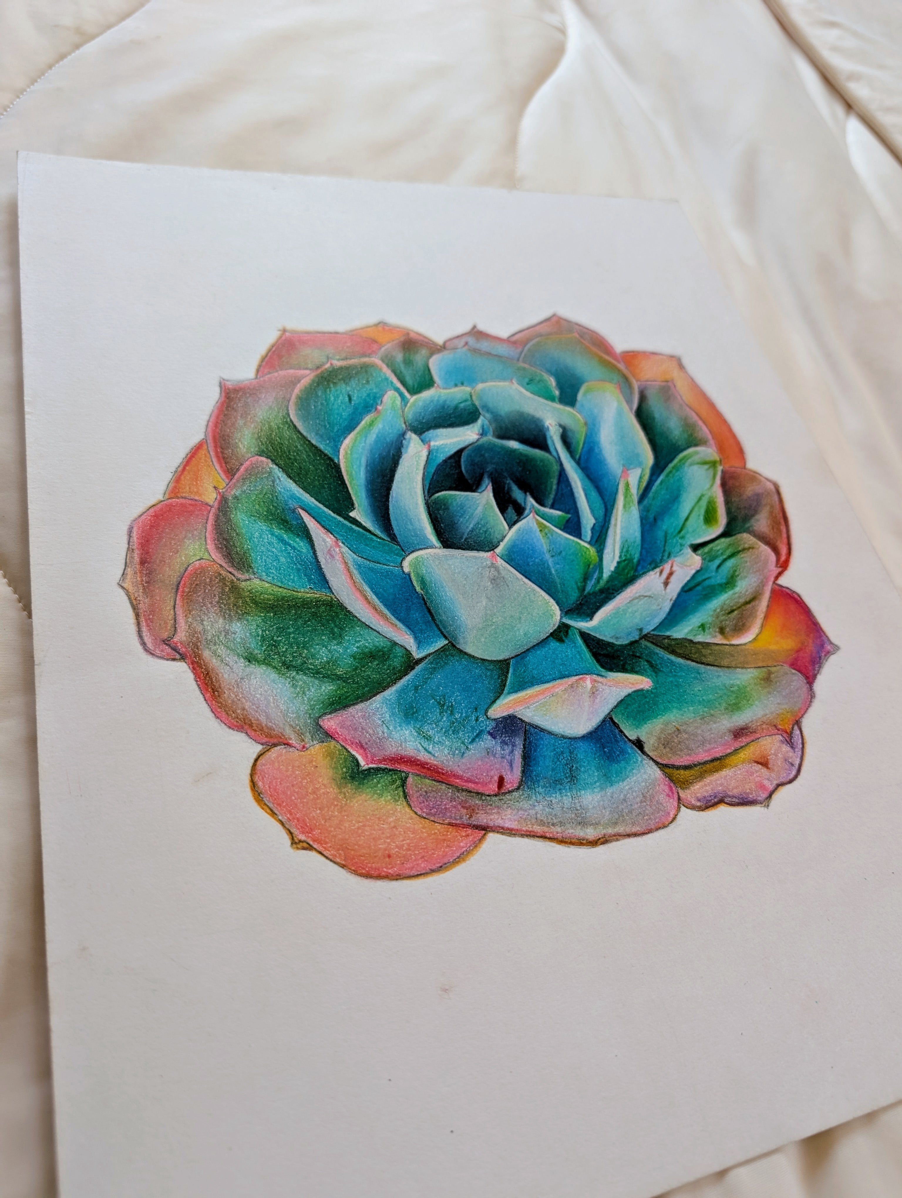 Echeveria Blue Ruffles