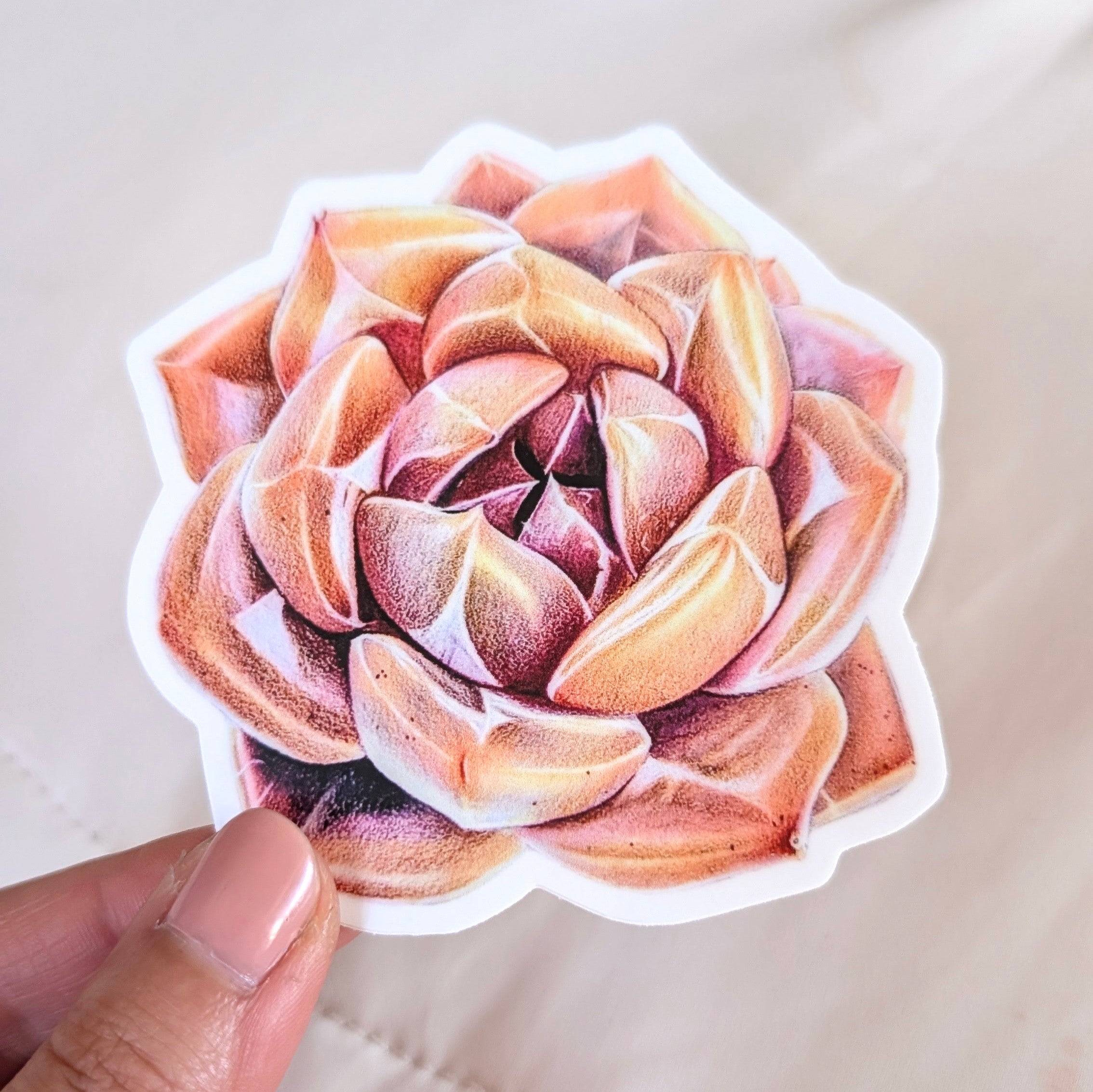 Echeveria Shallot