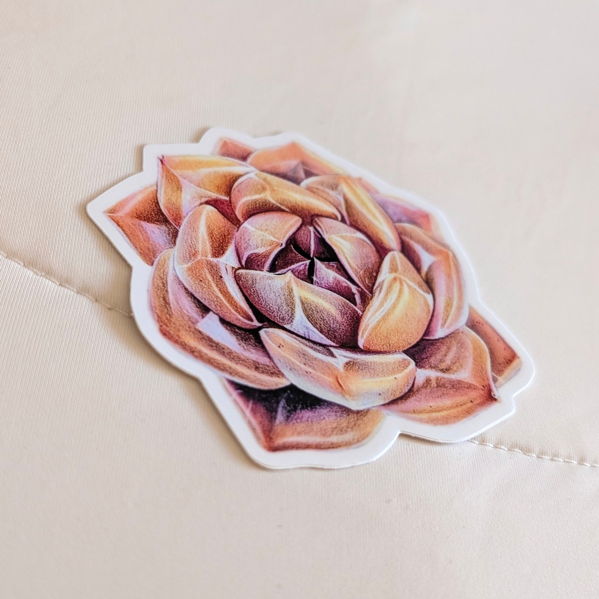 Echeveria Shallot