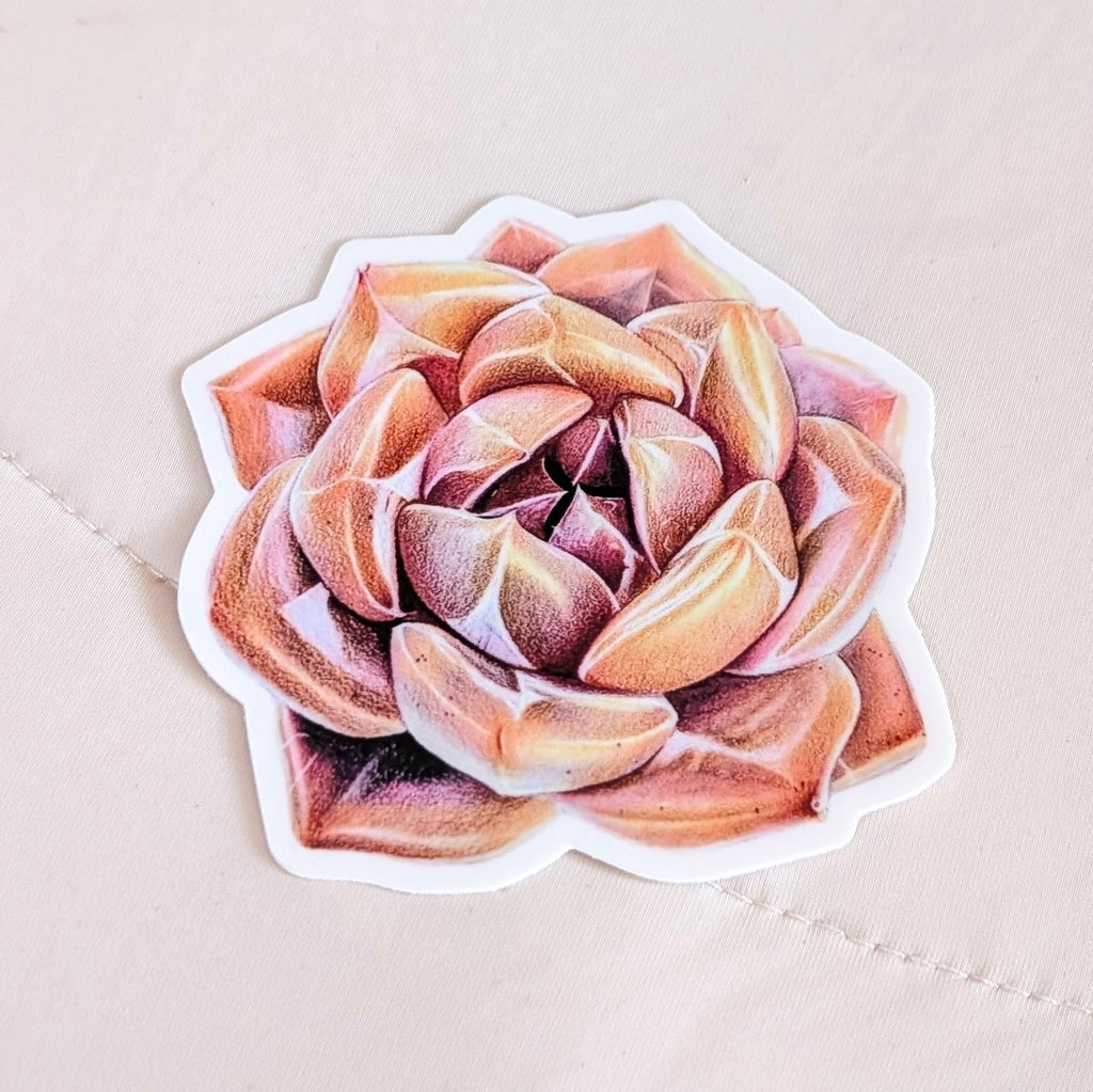 Echeveria Shallot