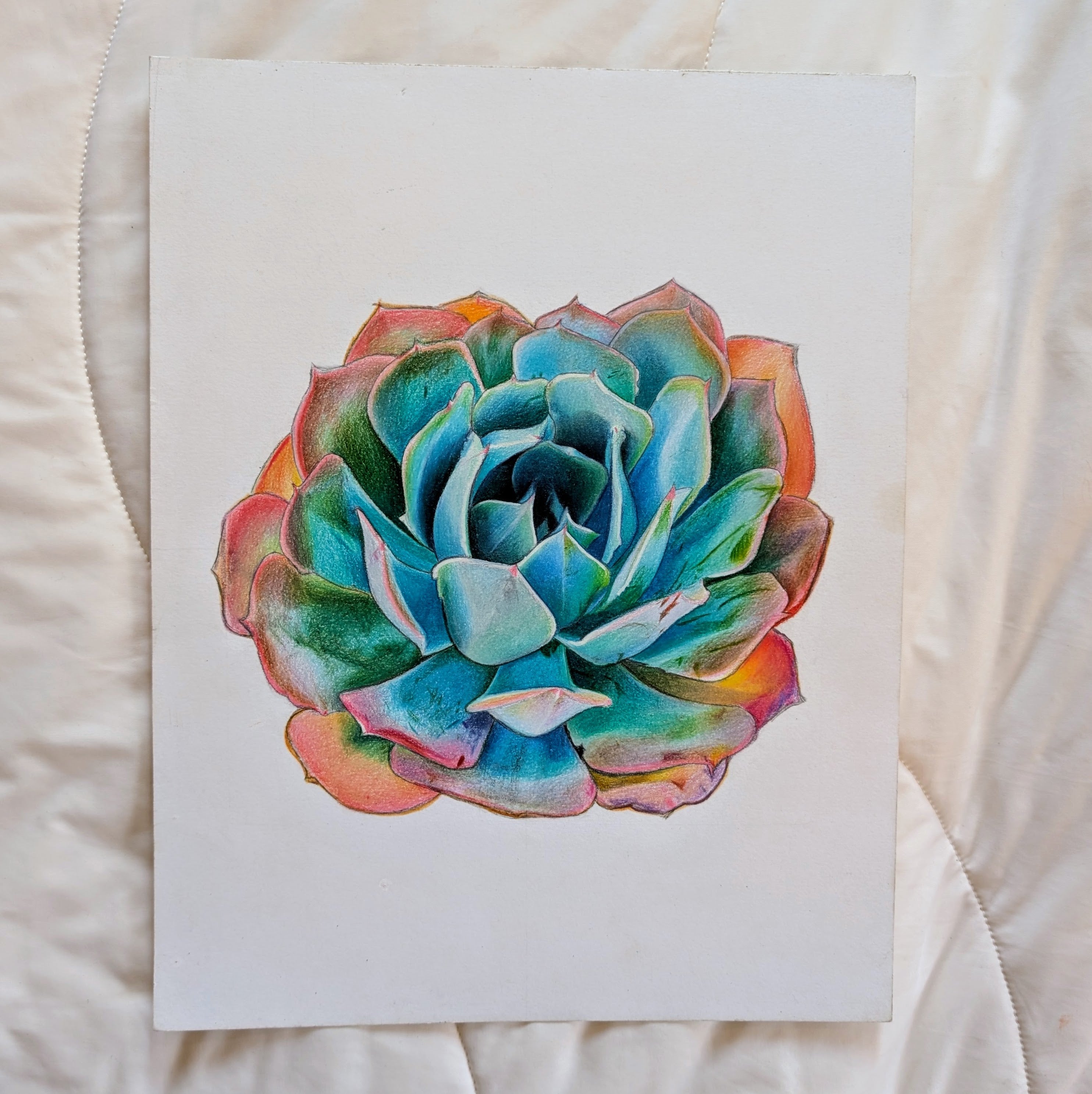 Echeveria Blue Ruffles