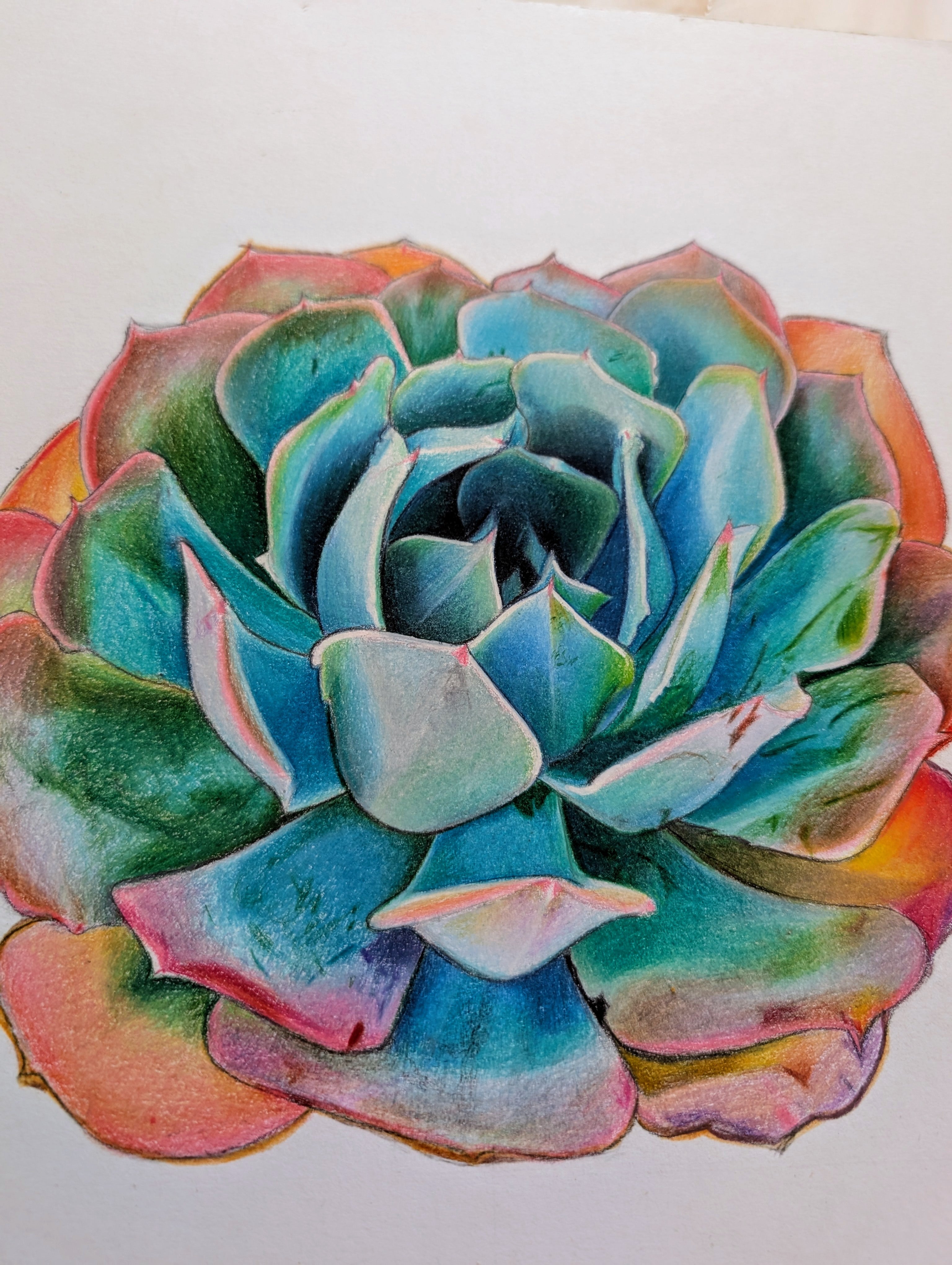 Echeveria Blue Ruffles