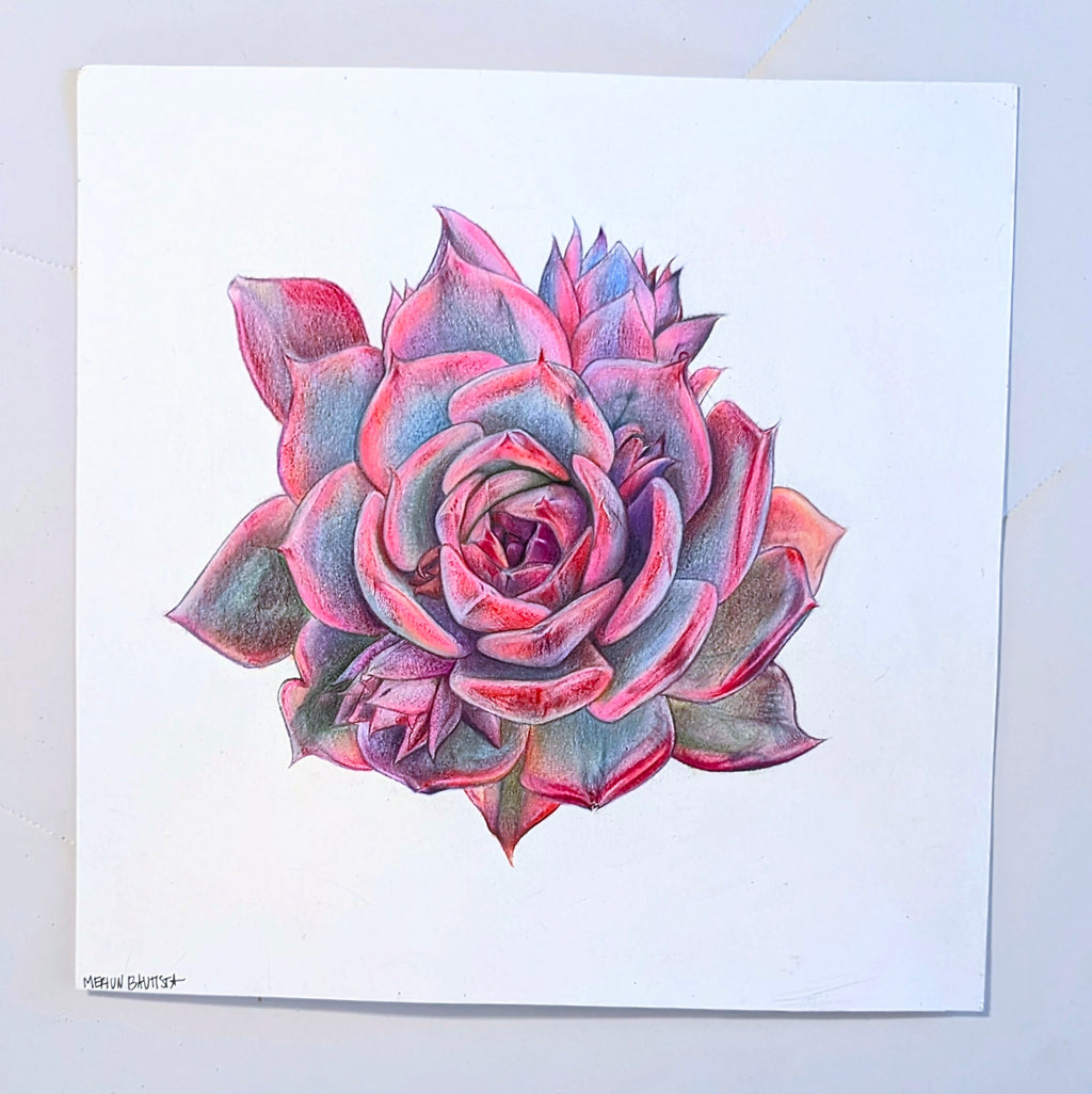 Barbie Echeveria
