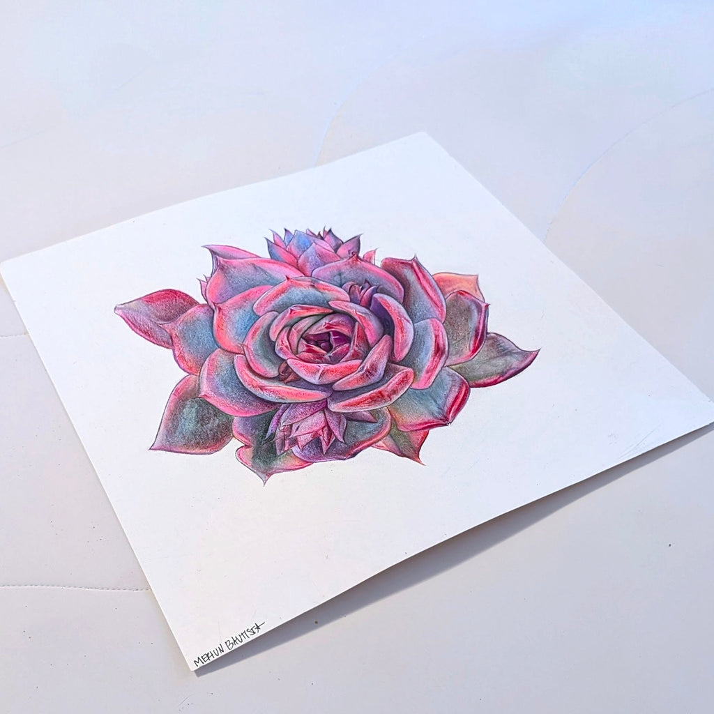 Barbie Echeveria