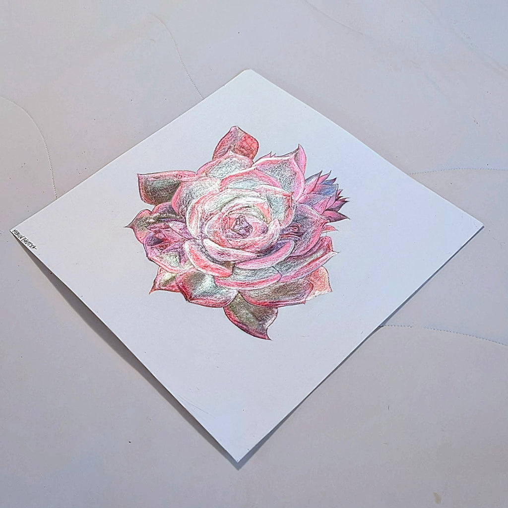 Barbie Echeveria