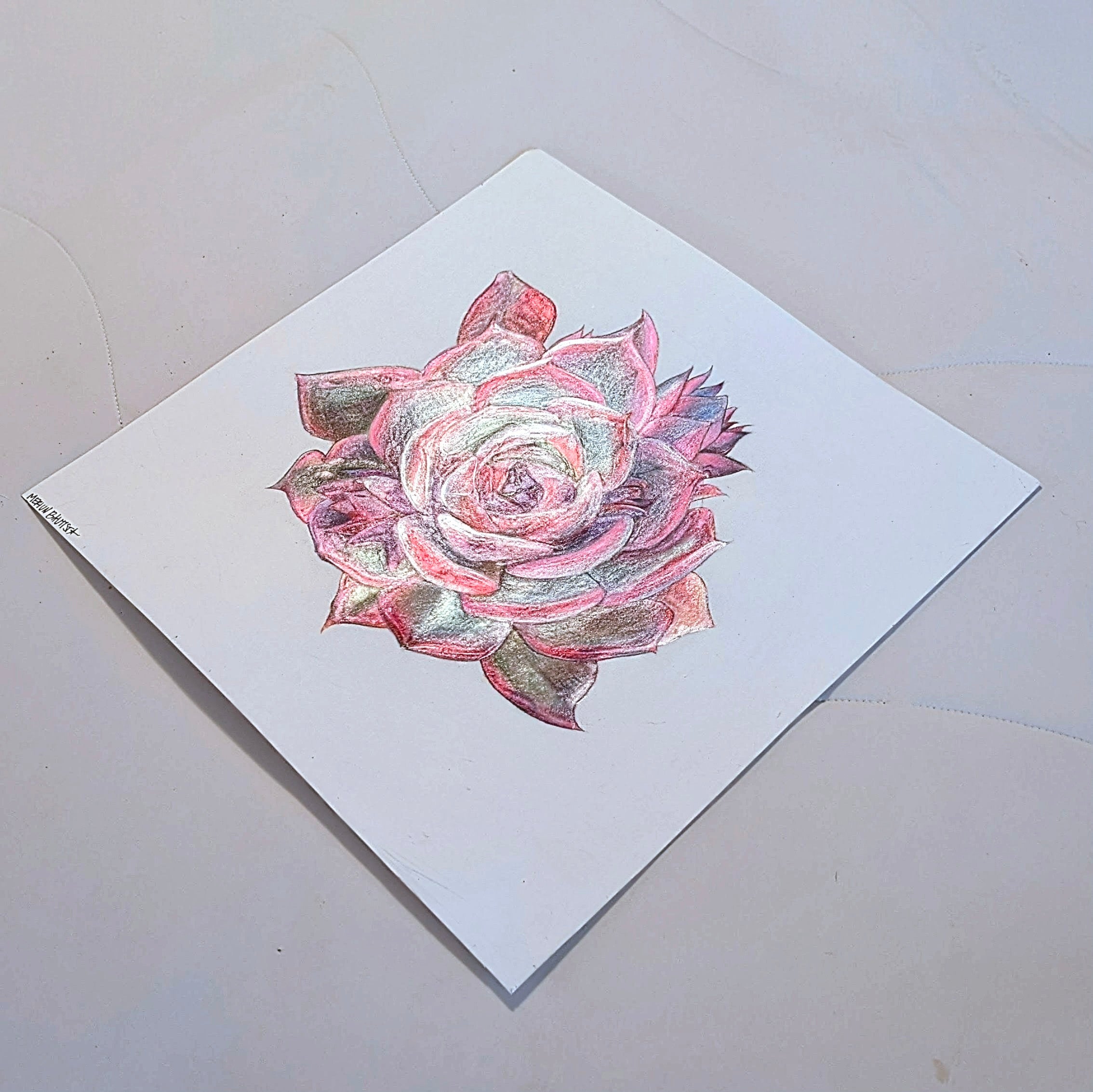 Barbie Echeveria