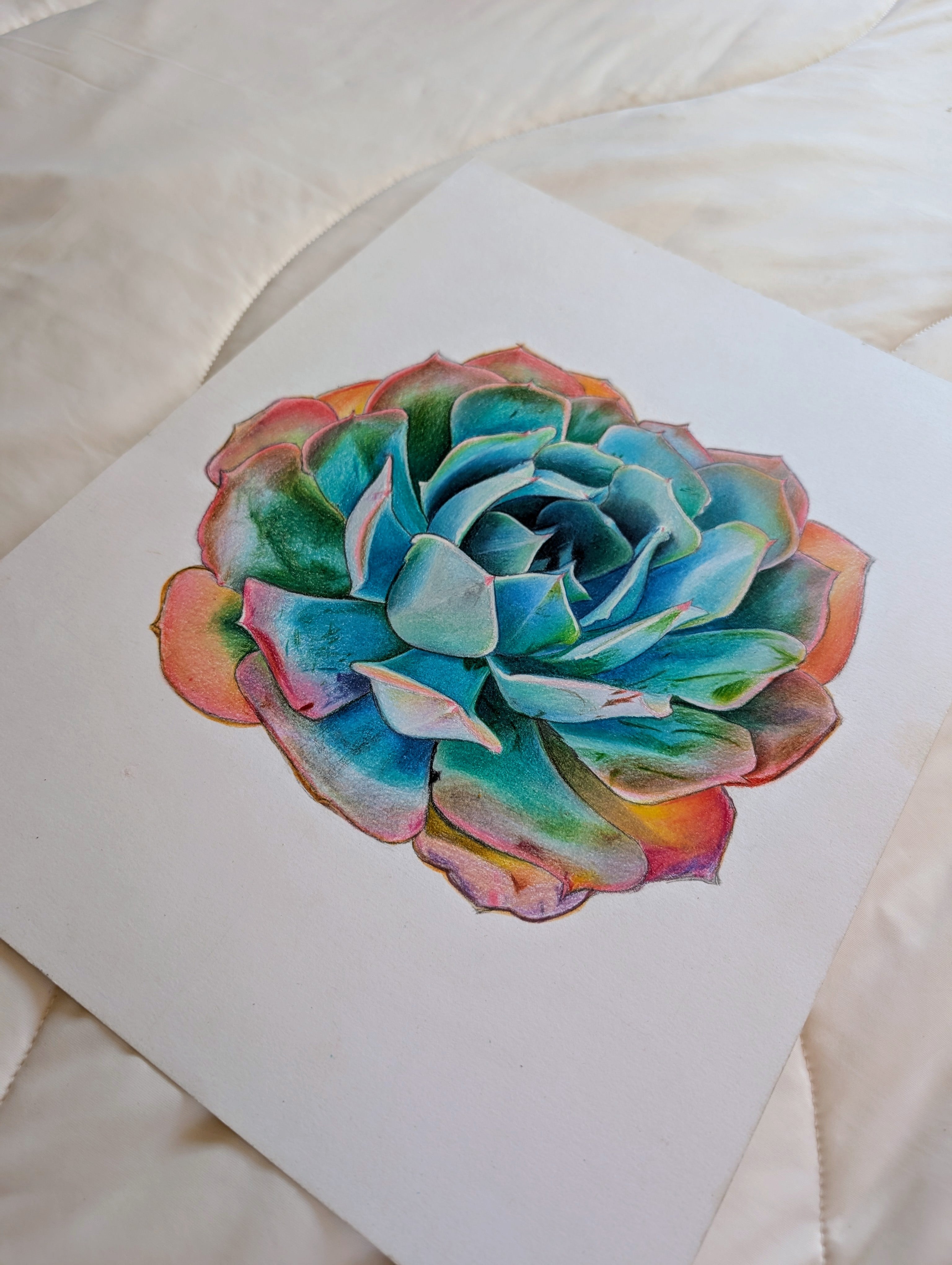 Echeveria Blue Ruffles